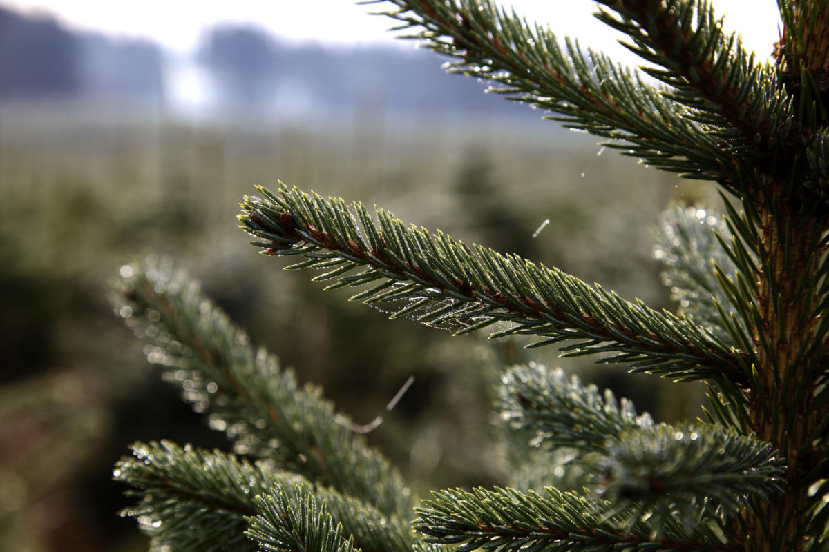 badenova - nachhaltige Christbäume