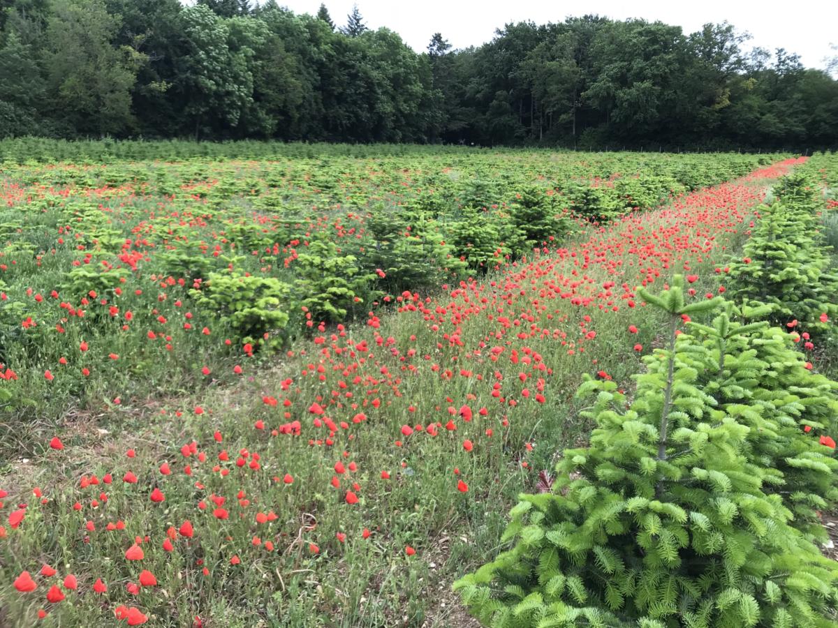 badenova - nachhaltige Christbäume