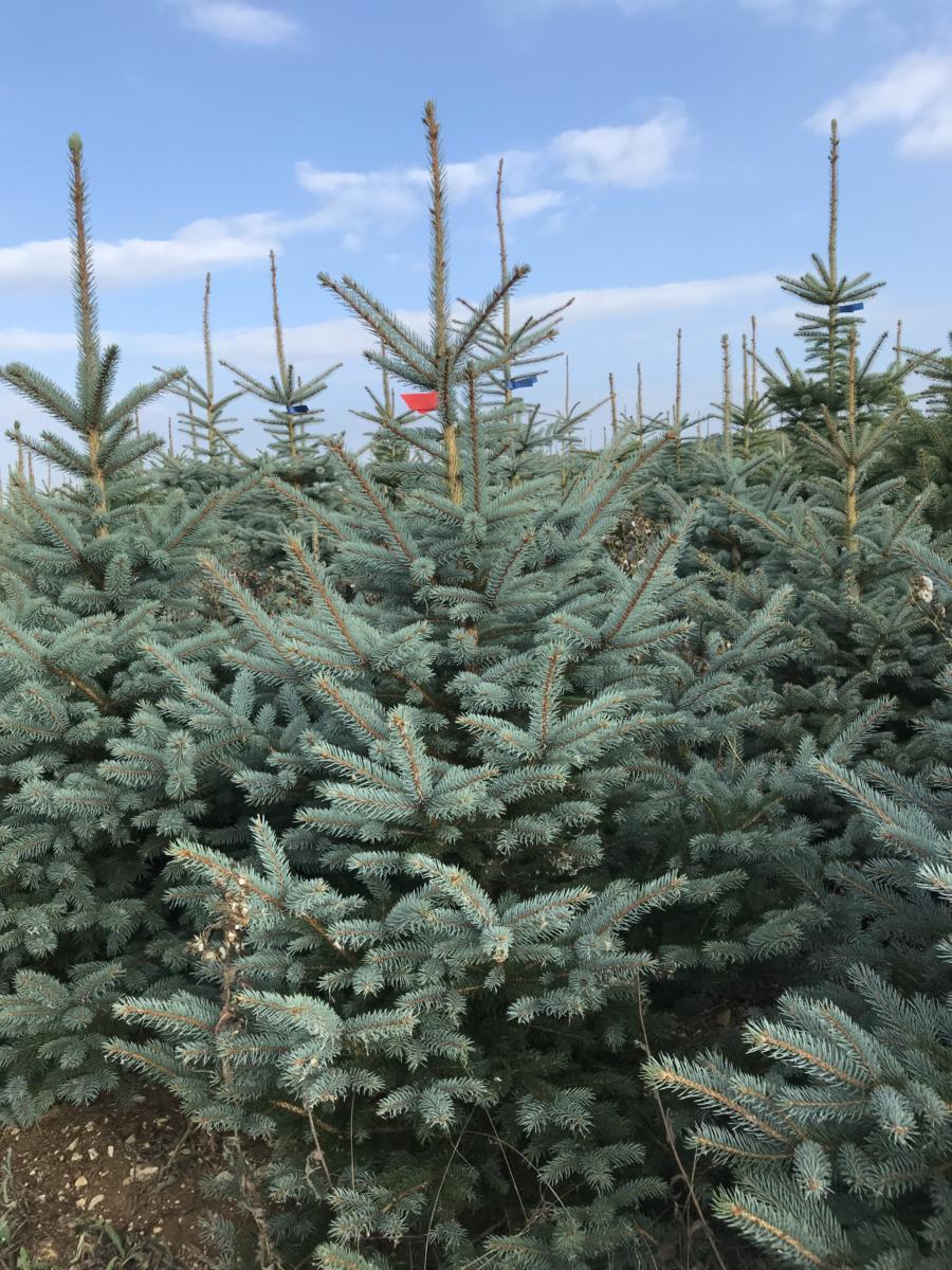 badenova - nachhaltige Christbäume