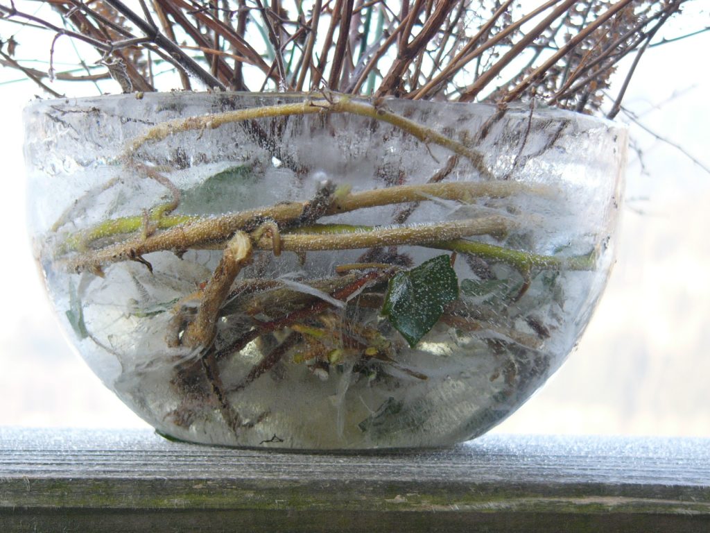 Kräuterwissen mit Monika Wurft - Eiskräuter