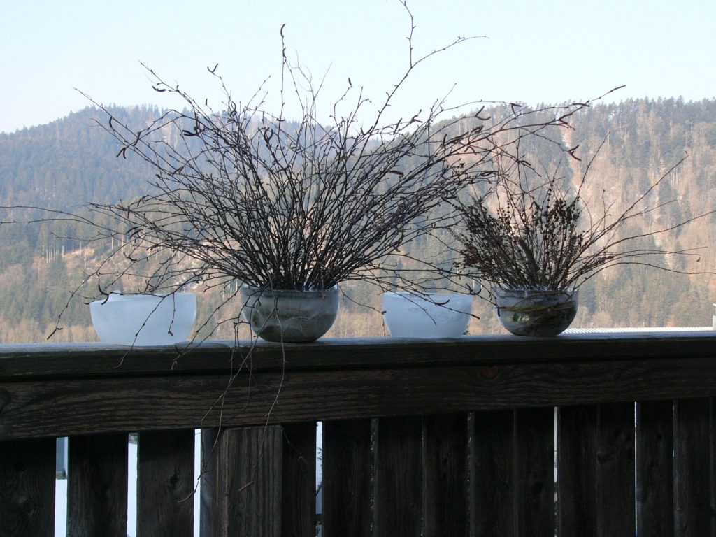 Kräuterwissen mit Monika Wurft - Eiskräuter