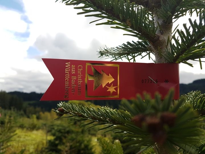 badenova - nachhaltige Christbäume