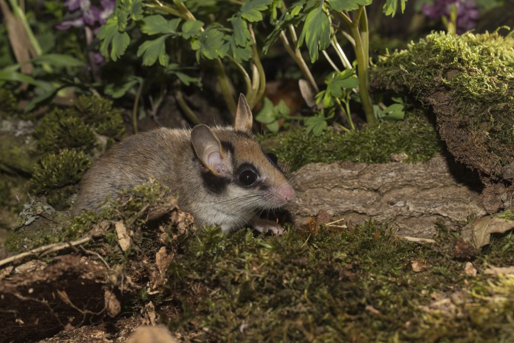 Gartenschläfer - Wildtier des Jahres 2023
