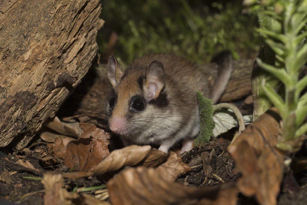Gartenschläfer - Wildtier des Jahres 2023