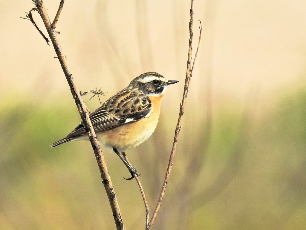 Braunkehlchen - Vogel des Jahres 2023