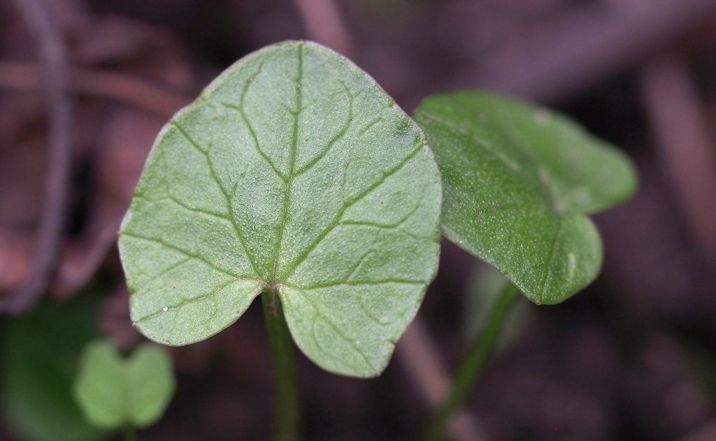 Wildkräuterwissen Scharbockskraut
