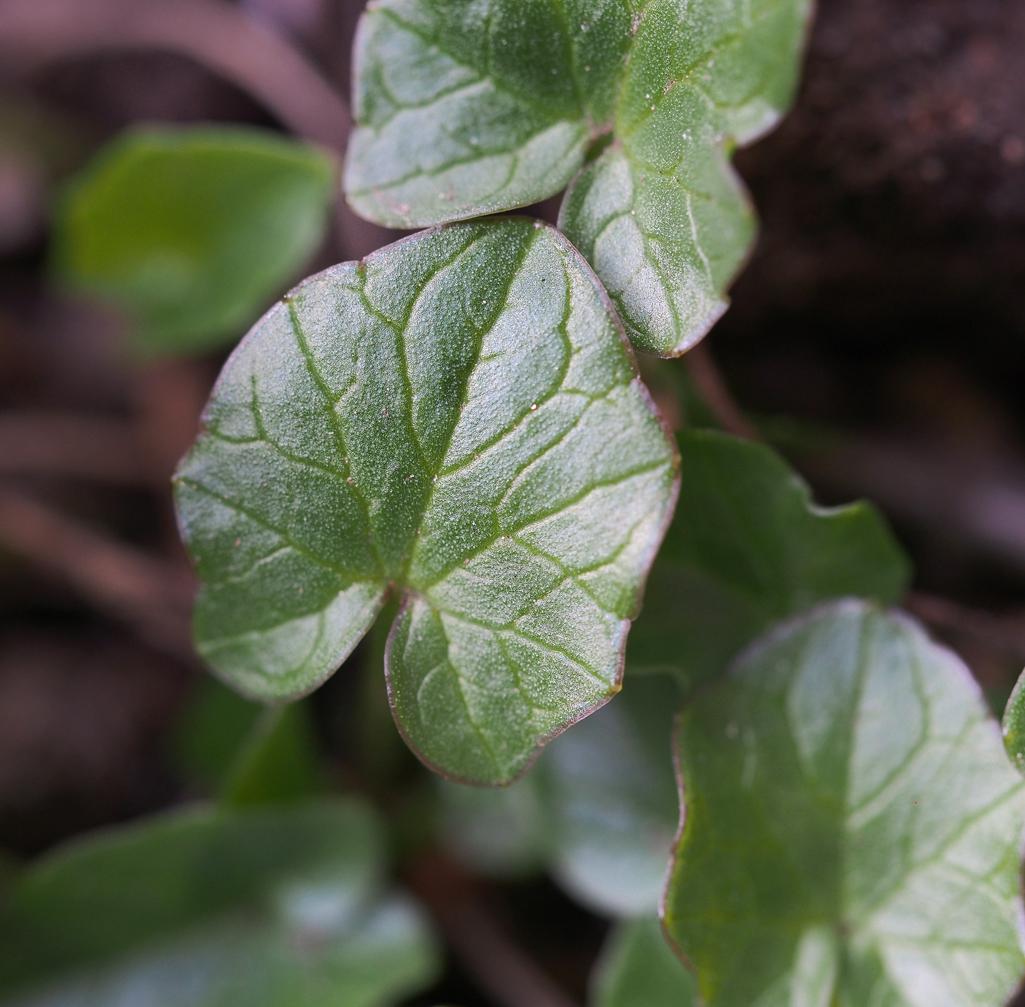 Wildkräuterwissen Scharbockskraut