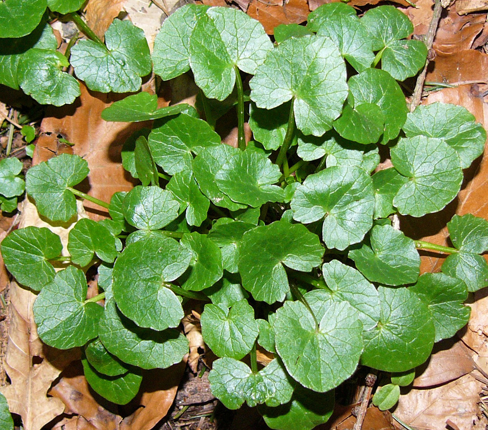 Wildkräuterwissen Scharbockskraut