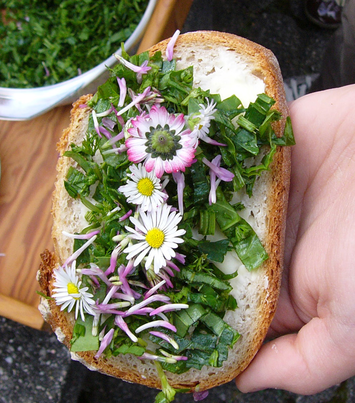 Wildkräuterwissen Scharbockskraut