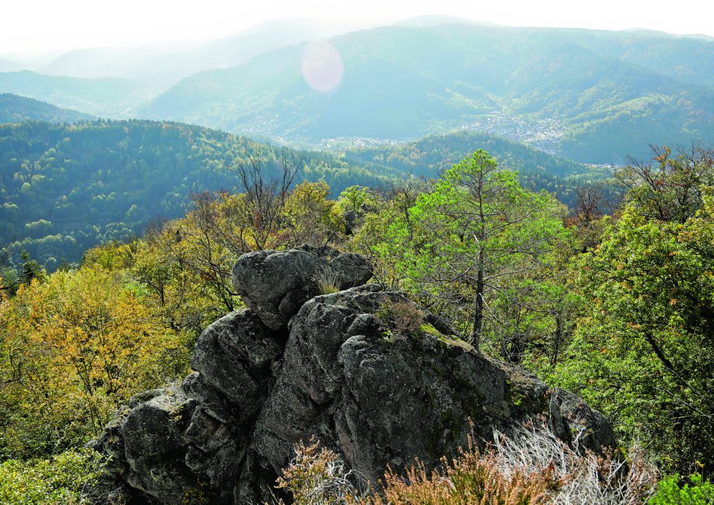 badenova Kino-Event Nachtwald mit den Naturpark-Dektektiven in Achern