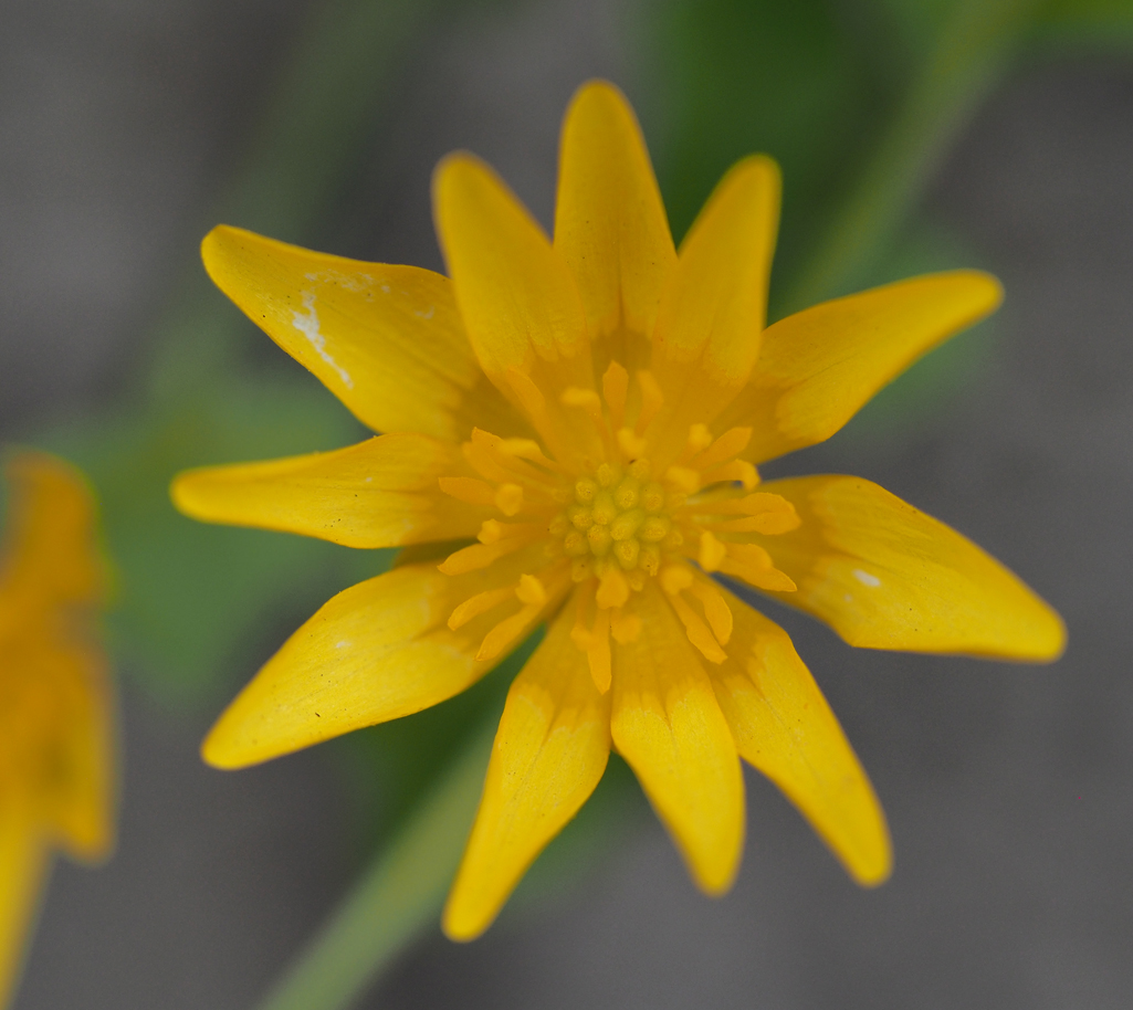 Wildkräuterwissen Scharbockskraut