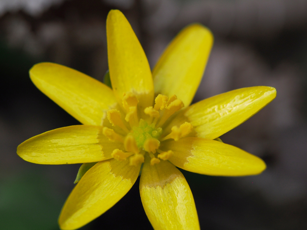 Wildkräuterwissen Scharbockskraut