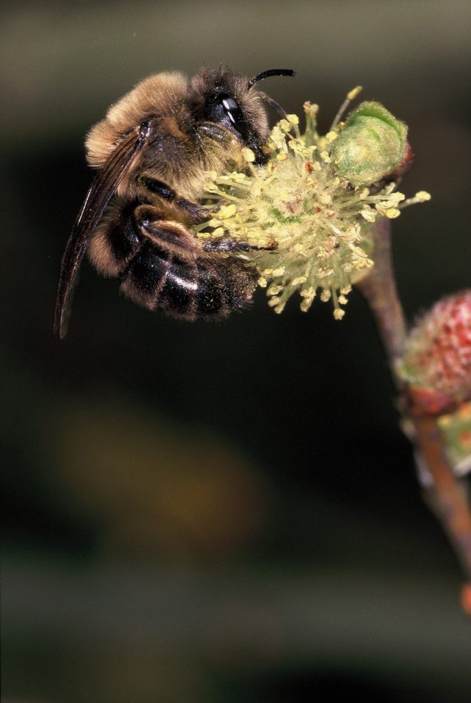 Wildbiene des Jahres 2023 - die Frühlings-Seidenbiene.