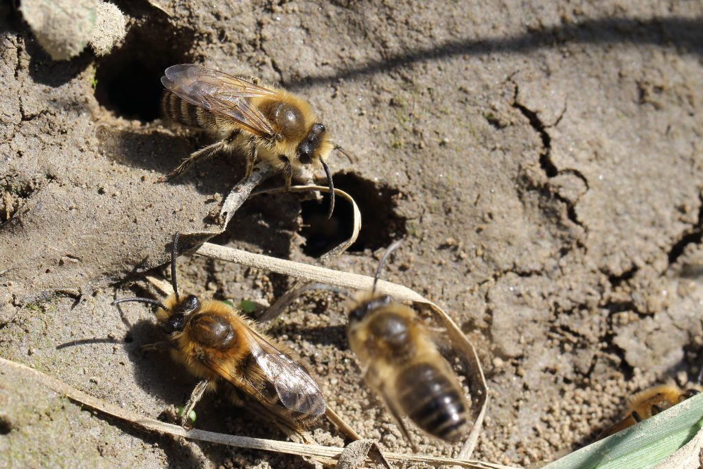 Wildbiene des Jahres 2023 - die Frühlings-Seidenbiene.