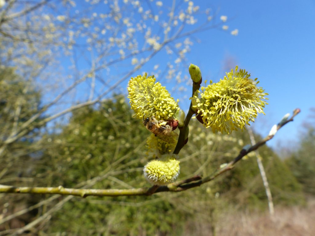 Wildbiene des Jahres 2023 - die Frühlings-Seidenbiene.