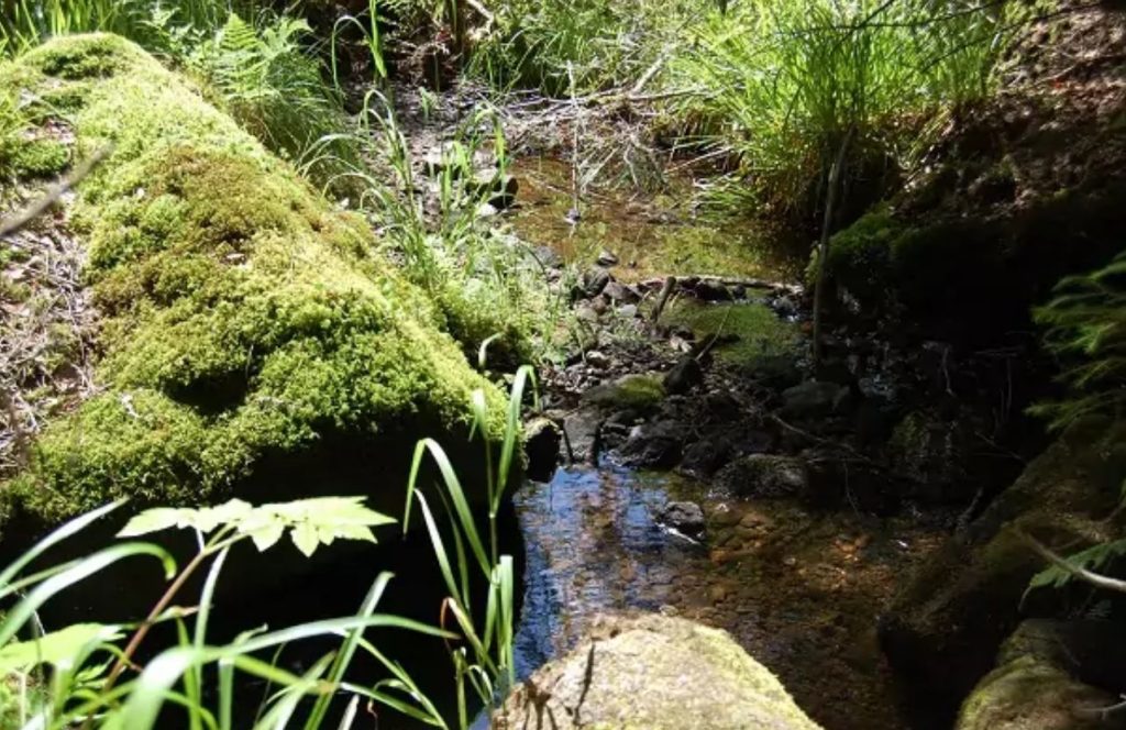Aktionswochenende der Schwarzwald-Guides 31. März bis 2. April