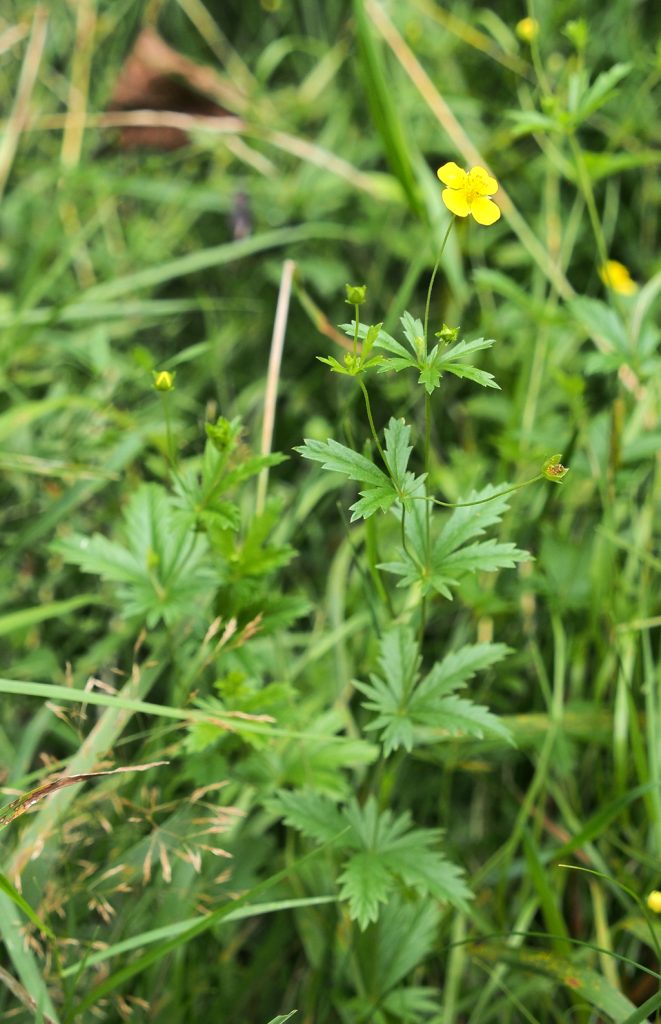 Kräuterwissen - Blutwurz