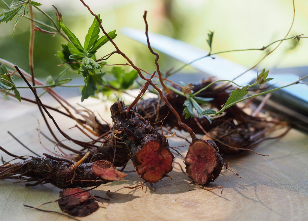 Kräuterwissen - Blutwurz