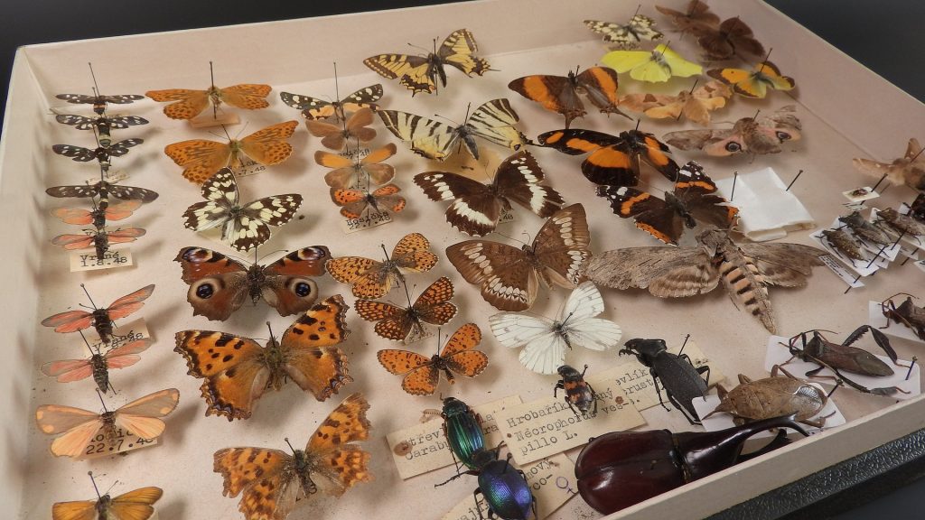 Biologische Vielfalt in Gefahr