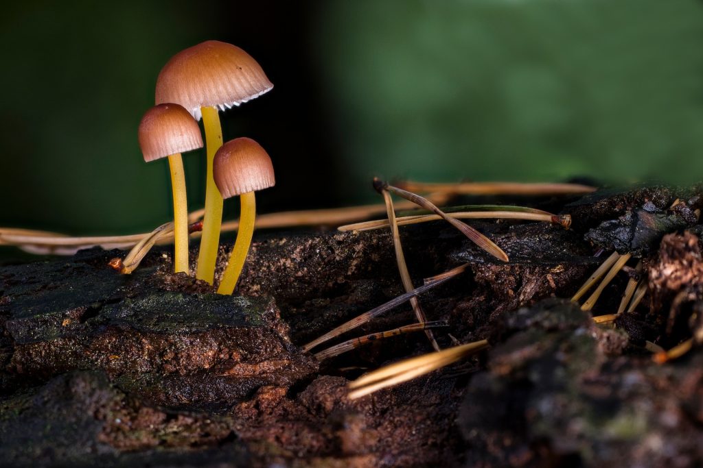 Biologische Vielfalt in Gefahr