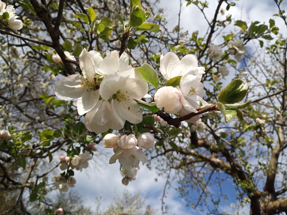 Mitgliederversammlung Naturpark Schwarzwald Mitte/Nord 2023