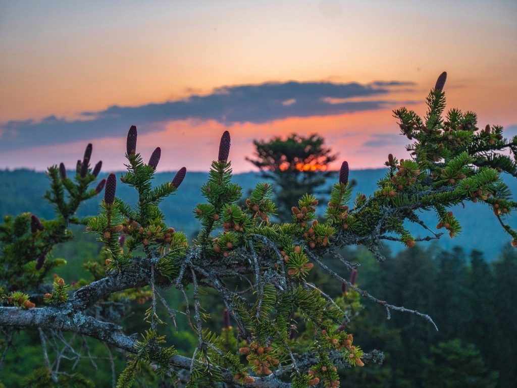 Sonnenuntergang auf dem Baumwipfelpfad