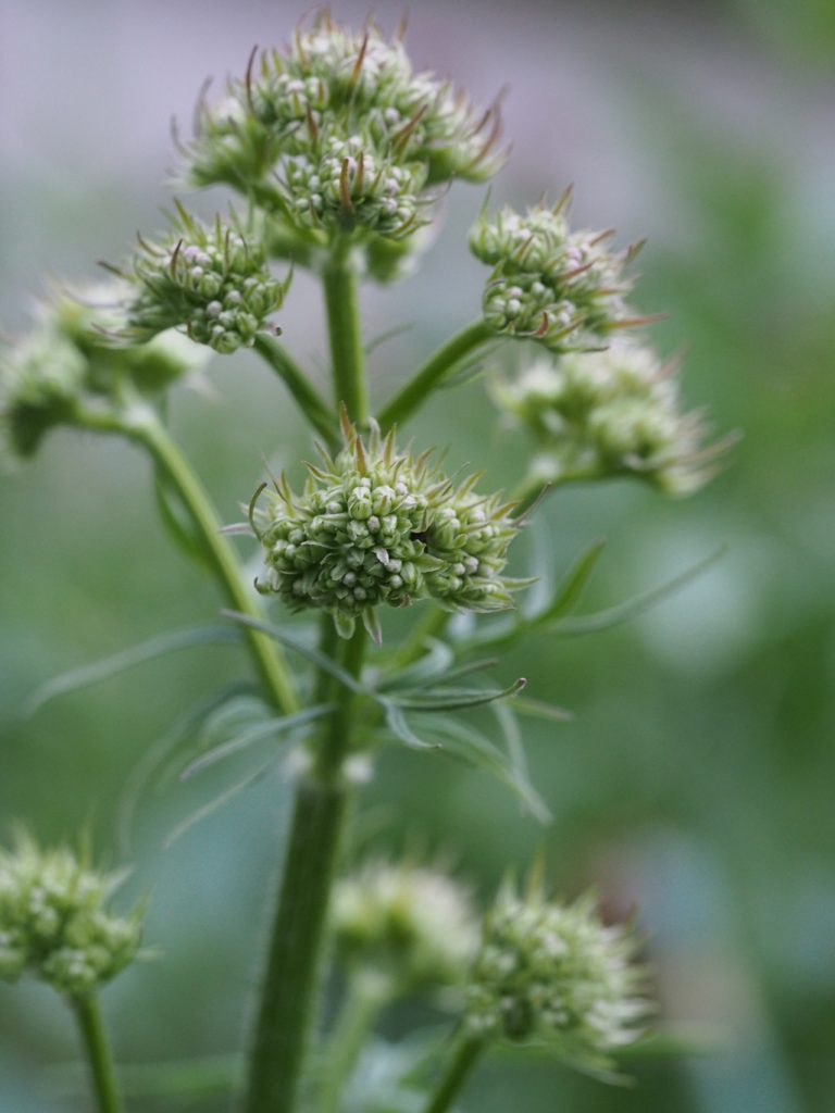 Kräuterwissen mit Monika Wurft: Baldrian
