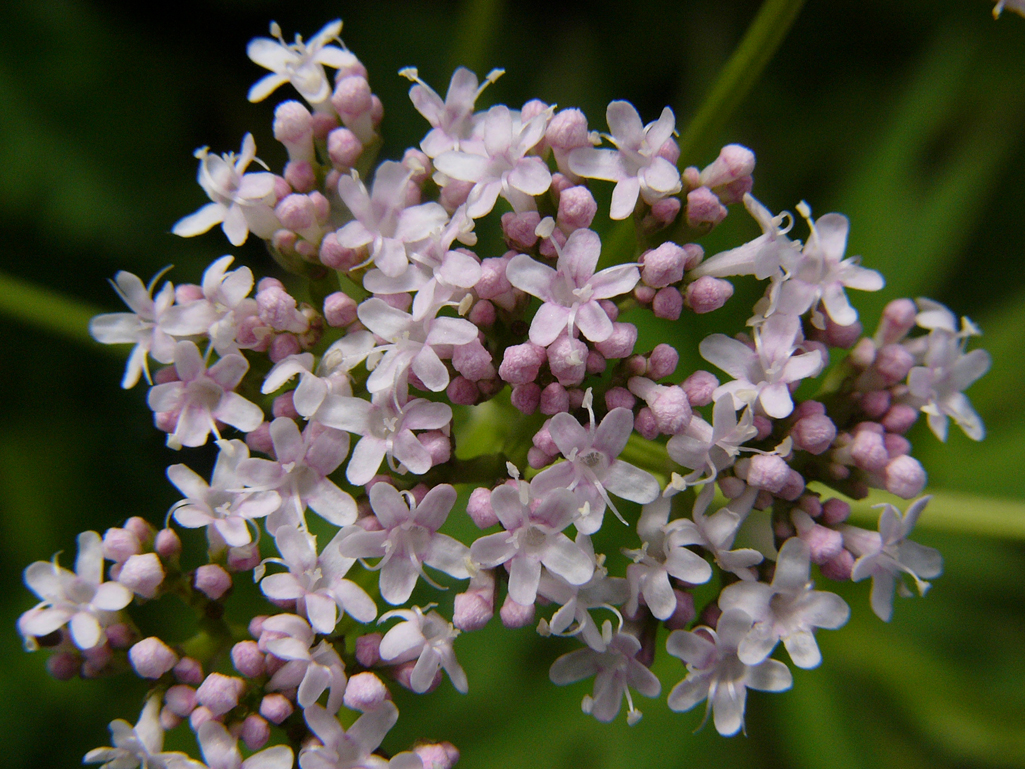 Kräuterwissen mit Monika Wurft: Baldrian