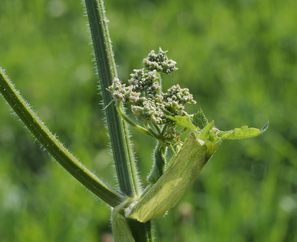 Monika Wurft - Doldenblütler