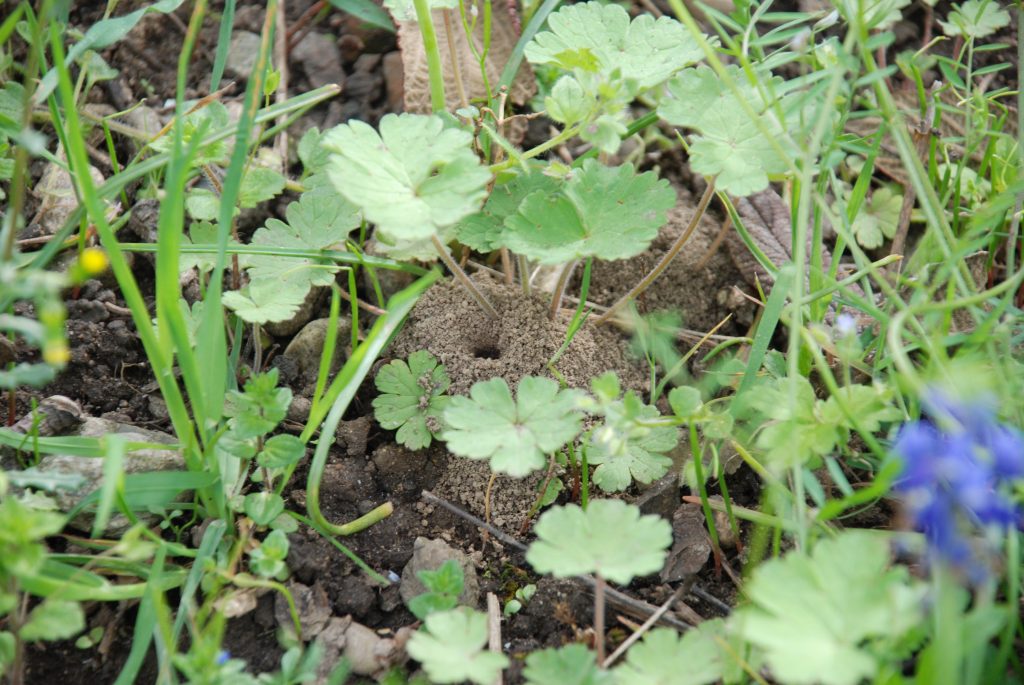 Sandarien - unterirdische Wildbienenwohnungen