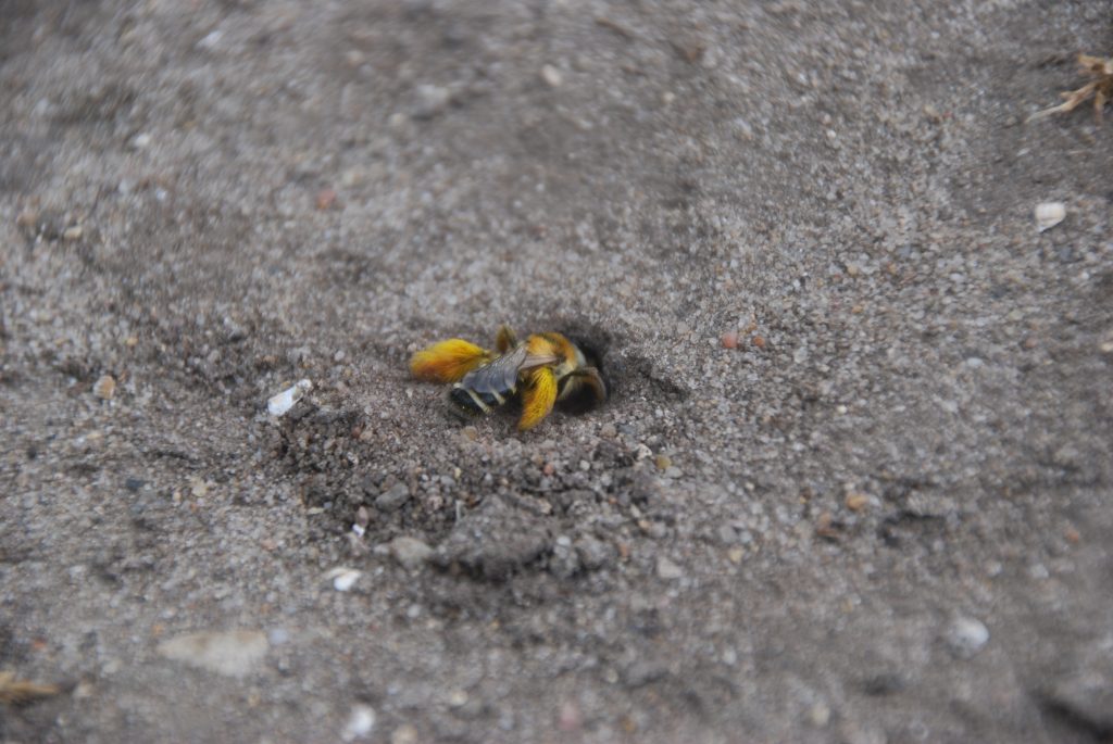 Sandarien - unterirdische Wildbienenwohnungen