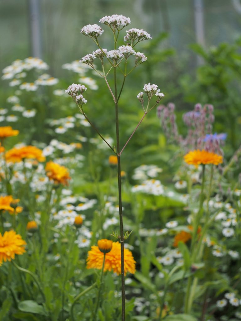 Kräuterwissen mit Monika Wurft: Baldrian