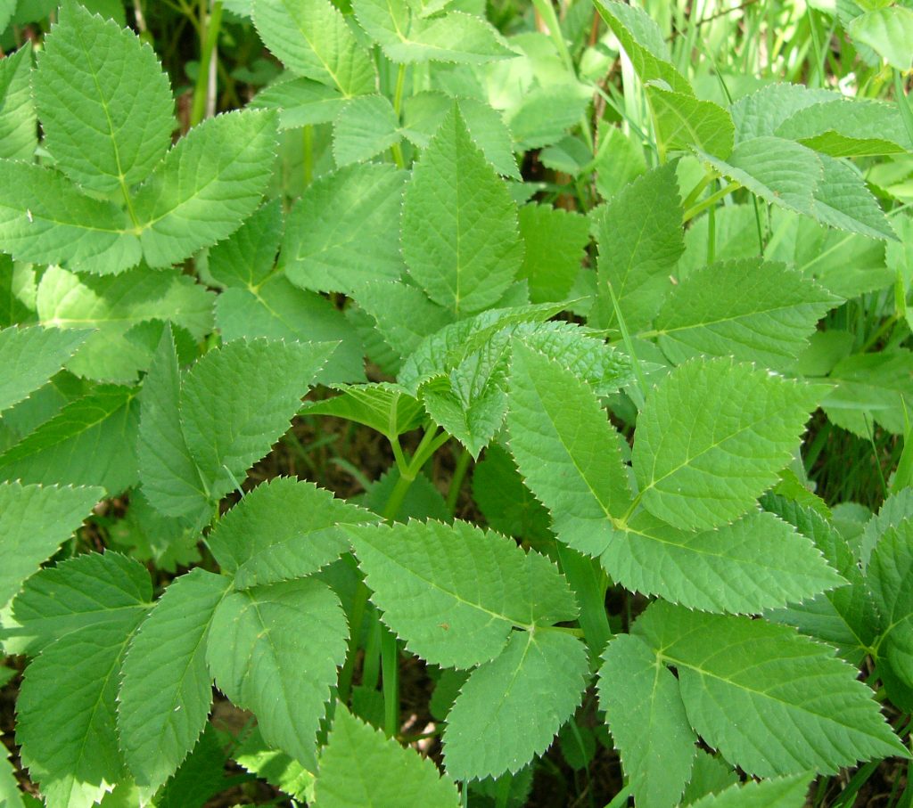 Monika Wurft - Doldenblütler