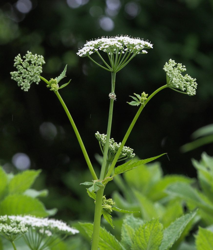 Monika Wurft - Doldenblütler