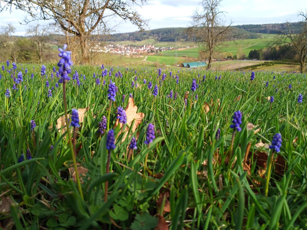 Schwarzwald-Guide Melanie Mässelhäuser: Biotop-Verbund-Runde in Calw