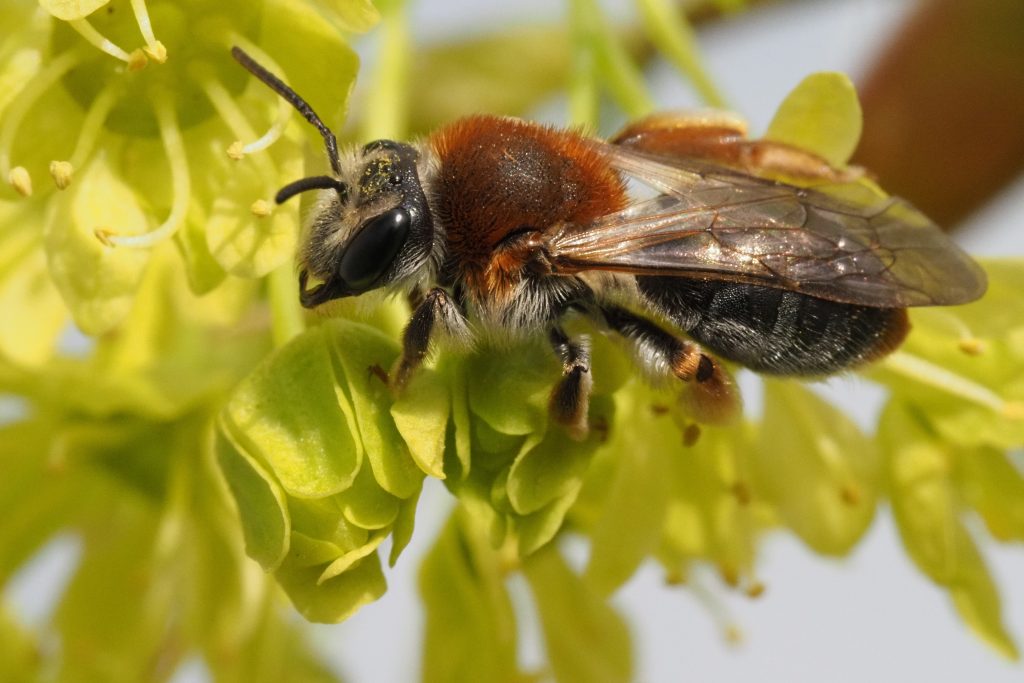 Sandarien - unterirdische Wildbienenwohnungen