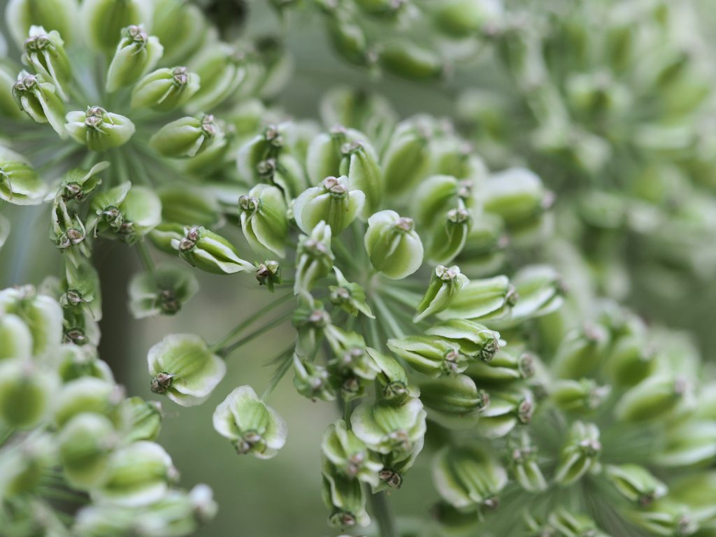 Monika Wurft - Doldenblütler