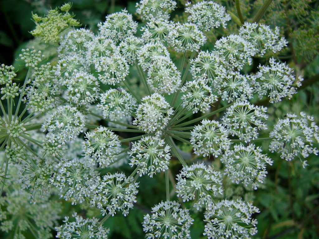 Monika Wurft - Doldenblütler