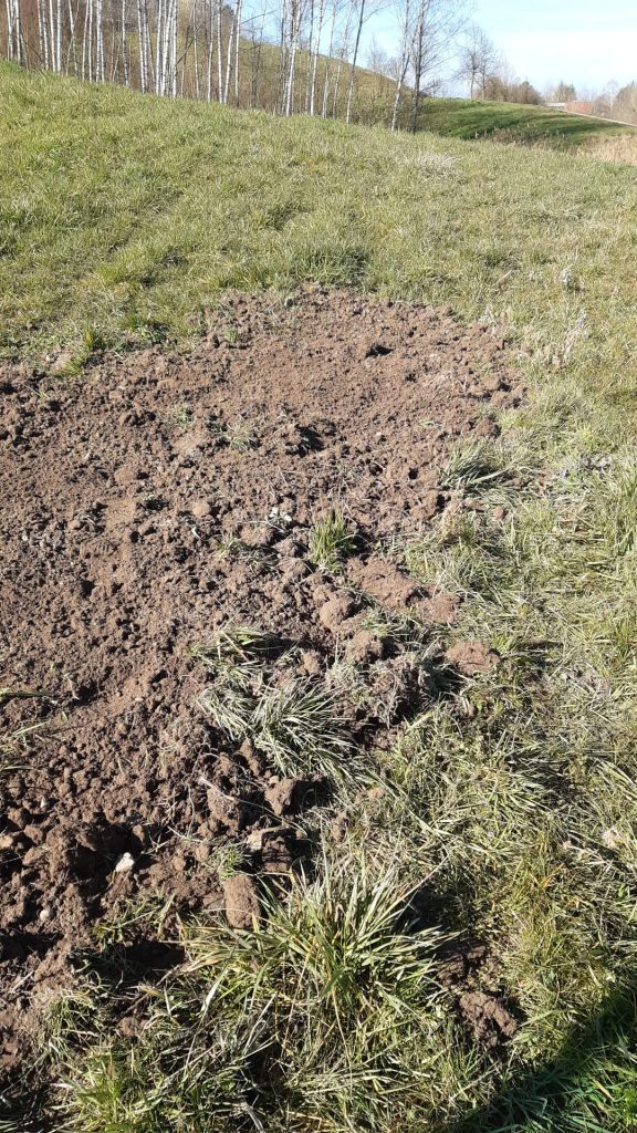 Sandarien - unterirdische Wildbienenwohnungen
