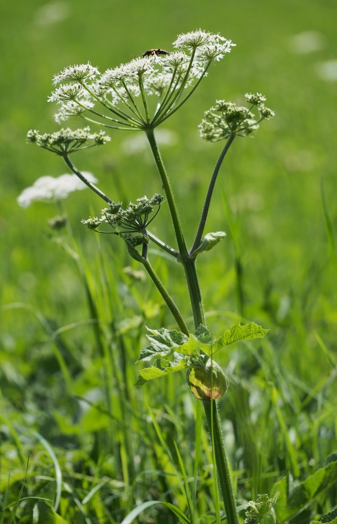 Monika Wurft - Doldenblütler