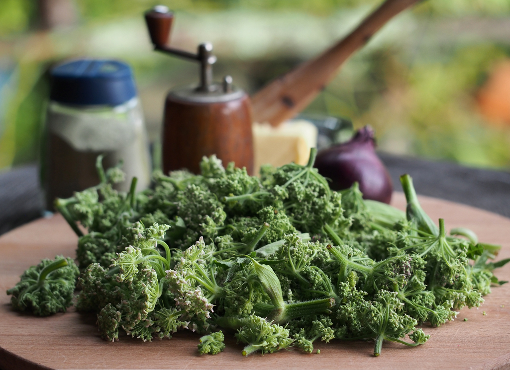 Monika Wurft - Doldenblütler