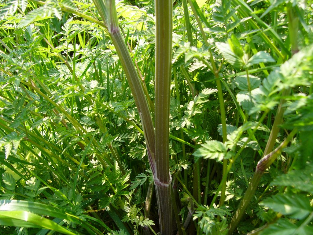 Monika Wurft - Doldenblütler