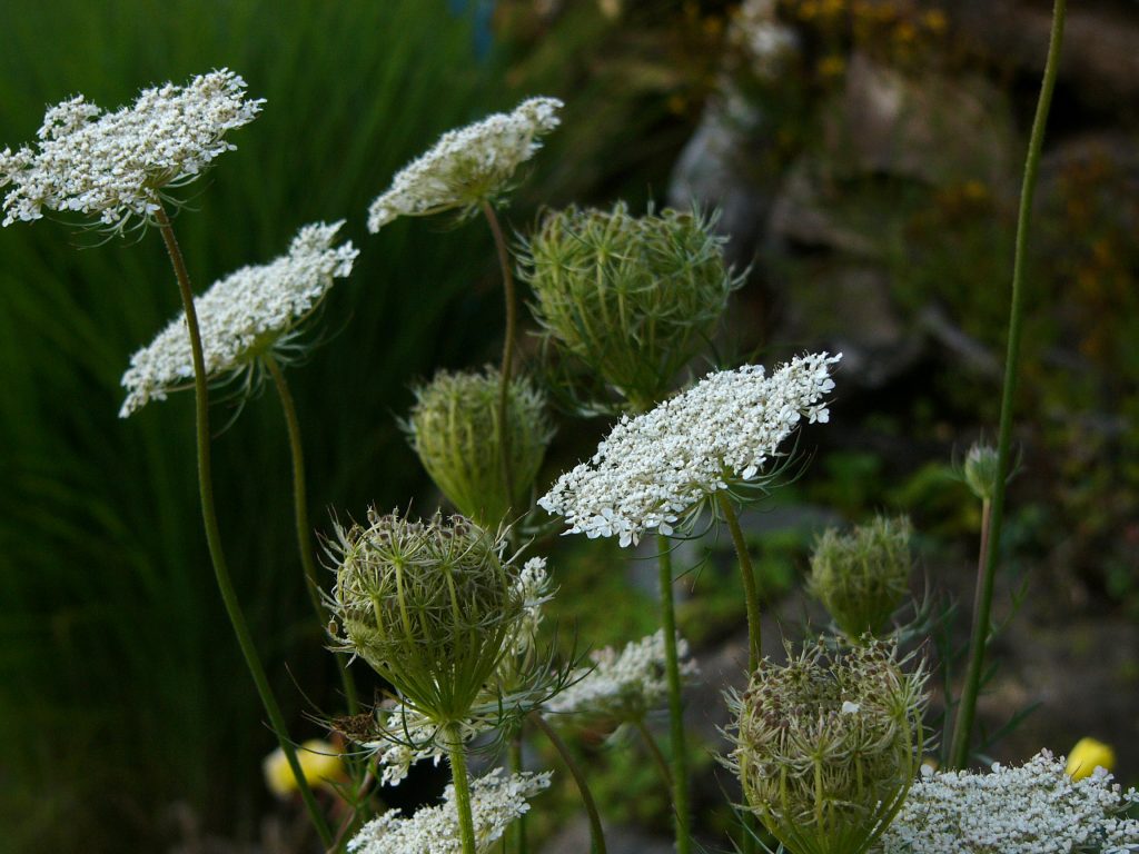 Monika Wurft - Doldenblütler