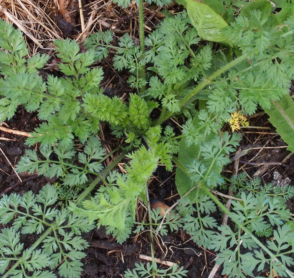 Monika Wurft - Doldenblütler