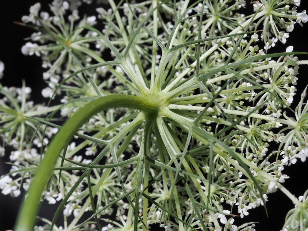 Monika Wurft - Doldenblütler