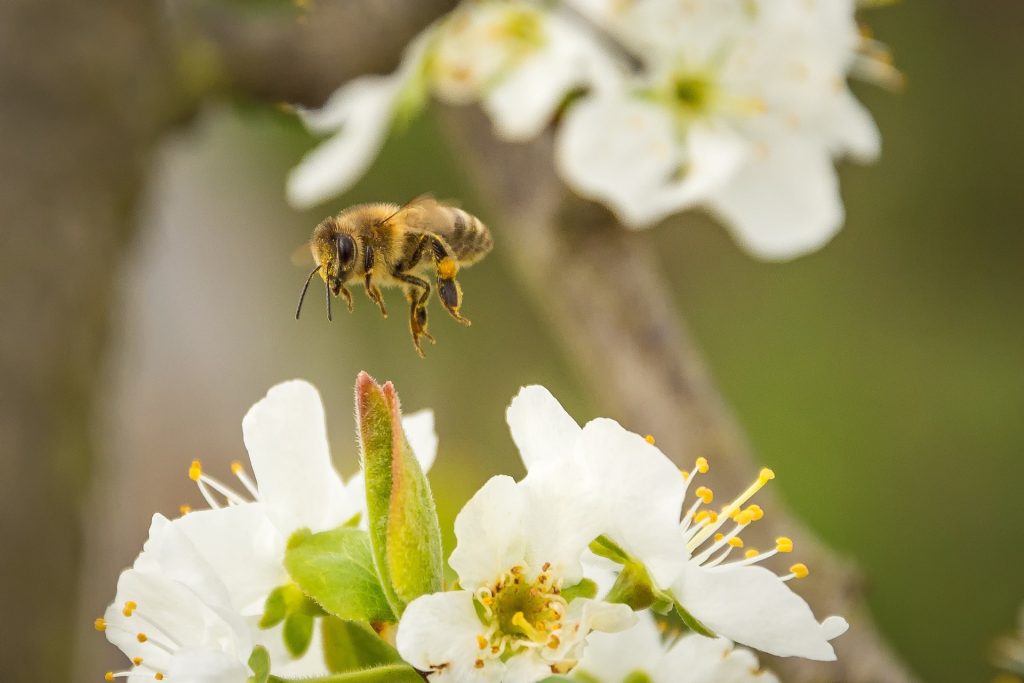 Cum Natura - Bienen in der Kirschblüte