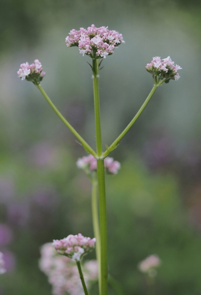 Kräuterwissen mit Monika Wurft: Baldrian