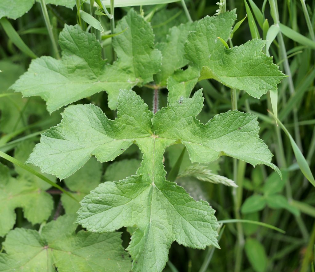 Monika Wurft - Doldenblütler