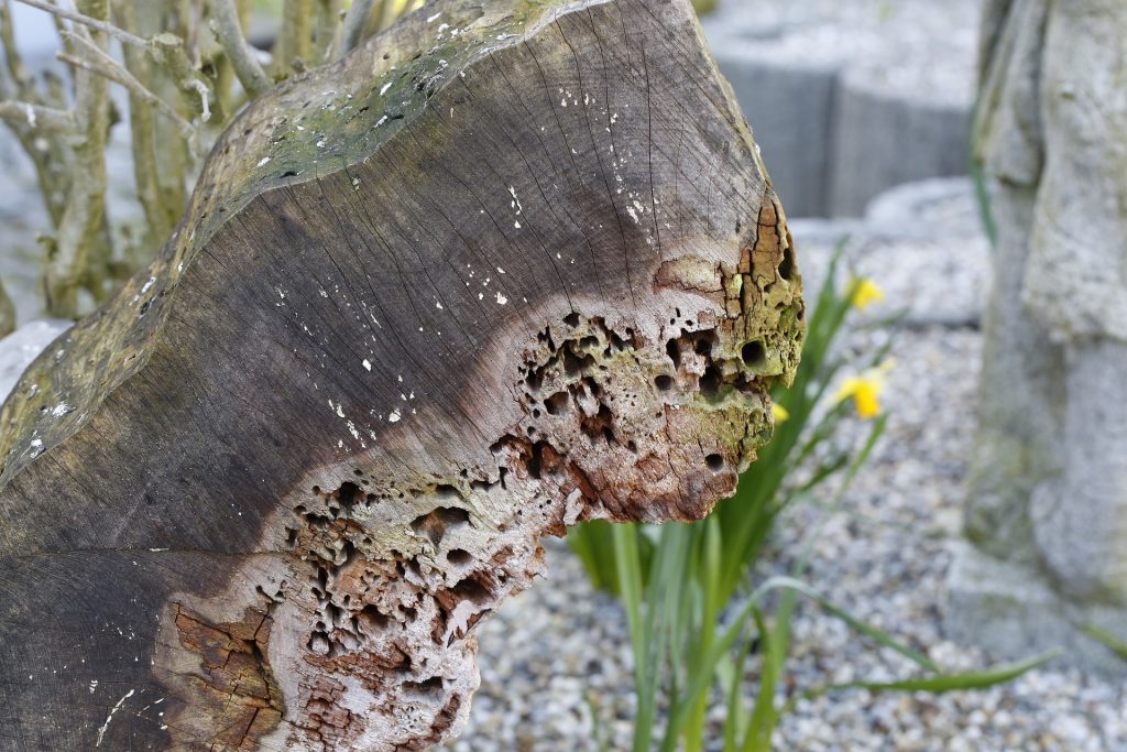 Nisthilfen und Insektenhotels für Wildbienen und Co.