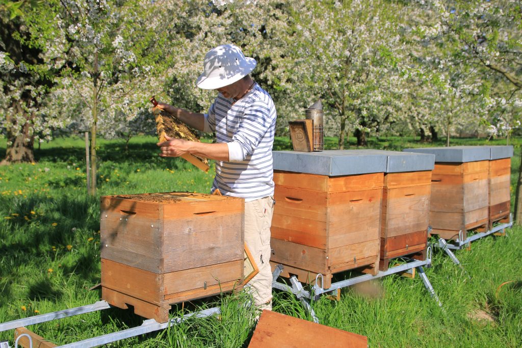 Cum Natura - Bienen in der Kirschblüte